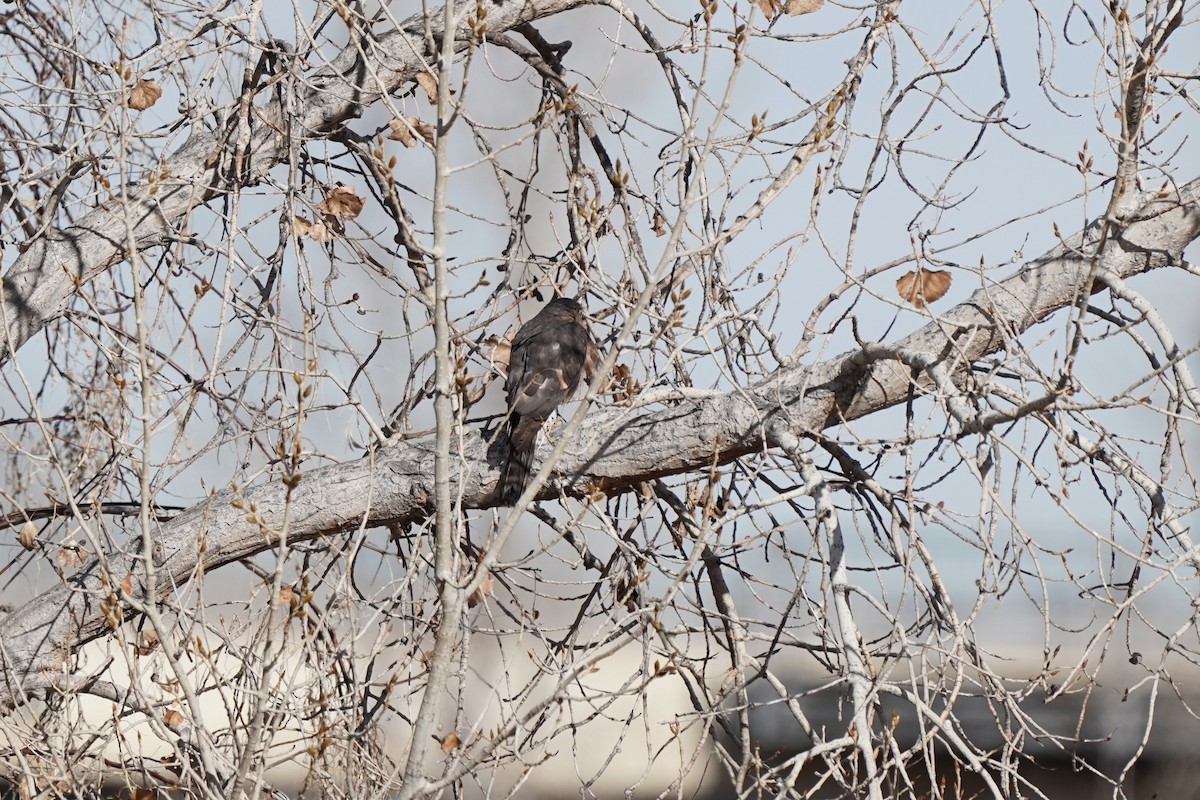 Sharp-shinned Hawk - ML646912841