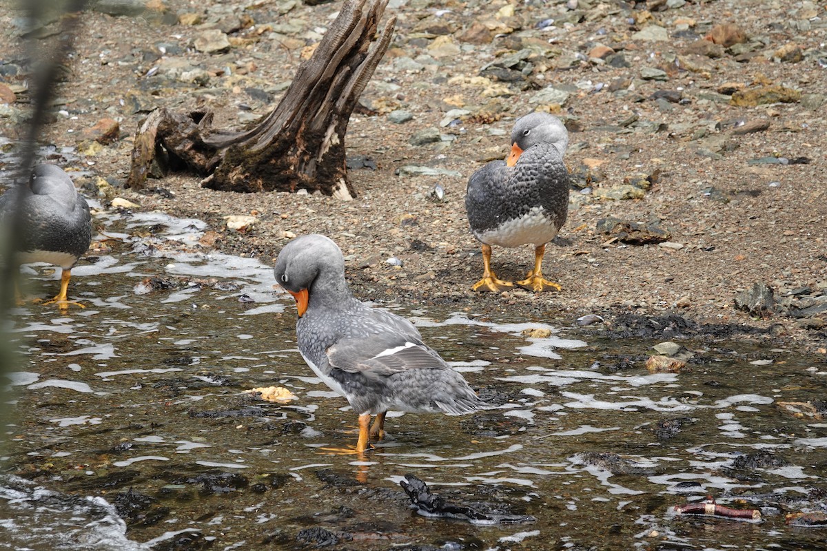 オオフナガモ - ML646912842