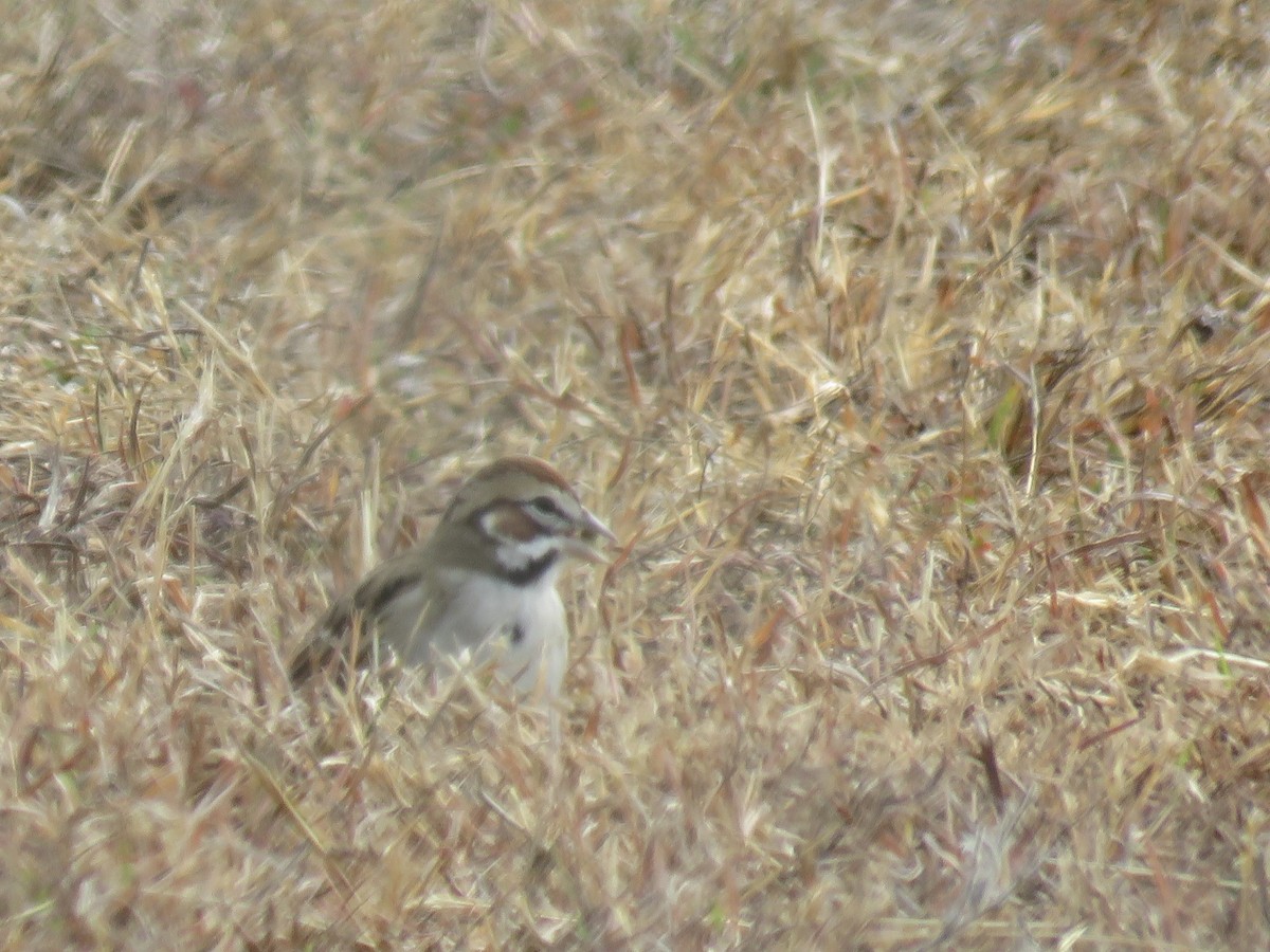 strnádka travní - ML646912844