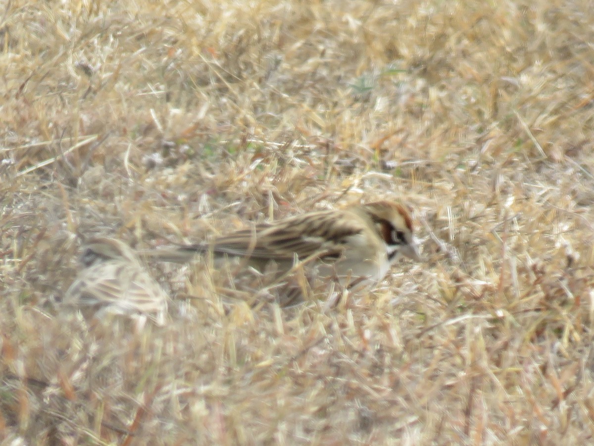 strnádka travní - ML646912845