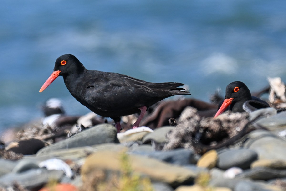 African Oystercatcher - ML646912846