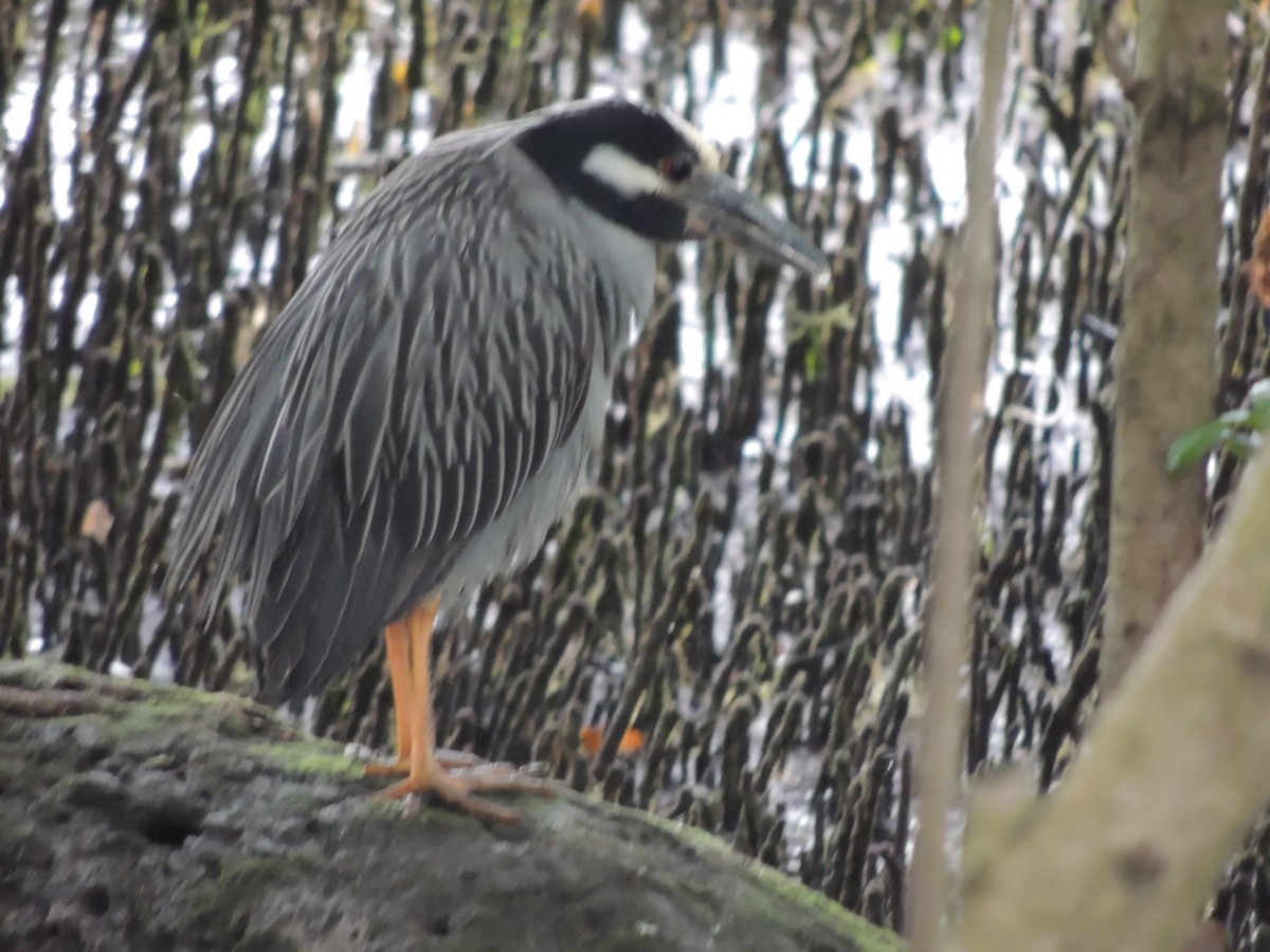 Yellow-crowned Night Heron - ML646912847