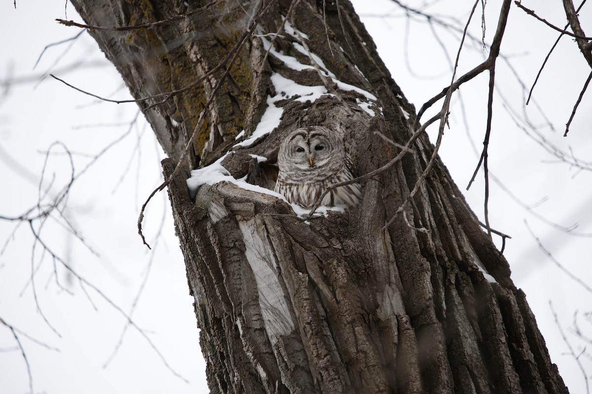 Barred Owl - ML646912849