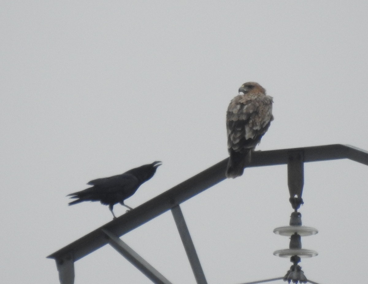 Spanish Eagle - ML646912854