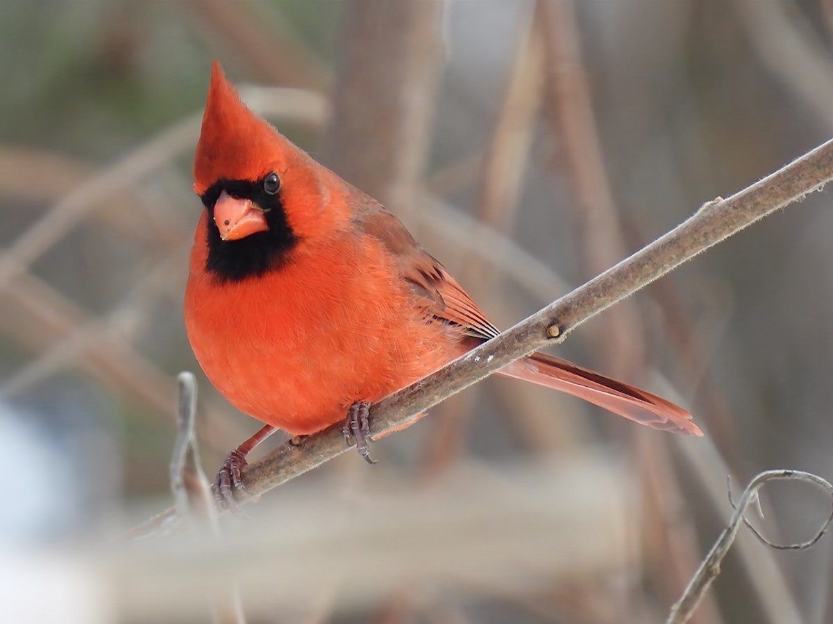 Kırmızı Kardinal - ML646912857