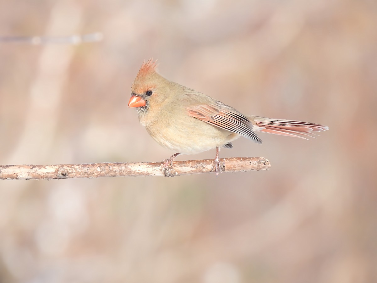 Kırmızı Kardinal - ML646912859