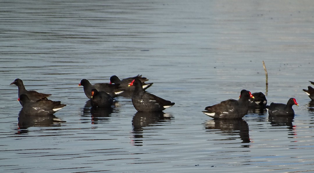 Gallinule d'Amérique (groupe galeata) - ML646912861