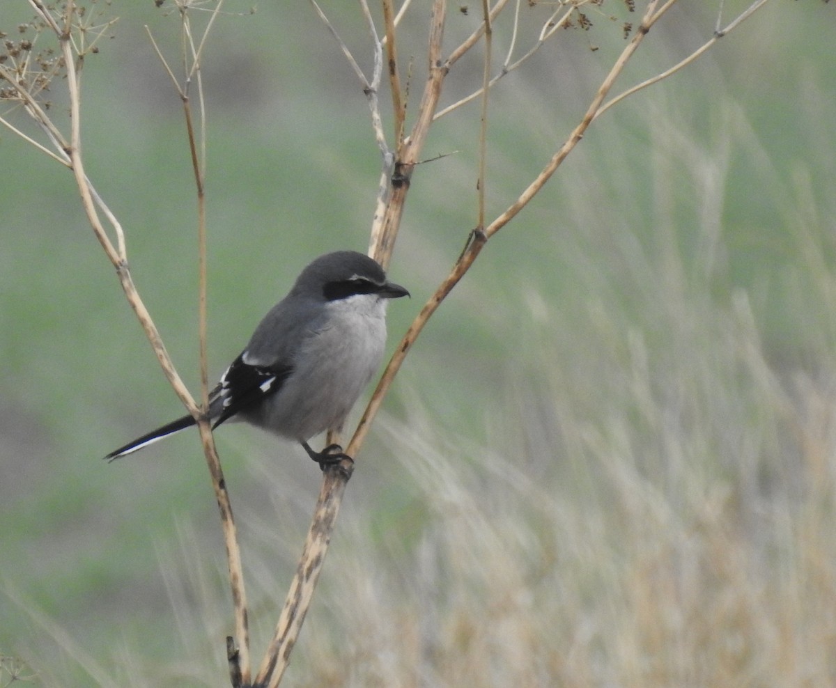 Iberian Gray Shrike - ML646912862