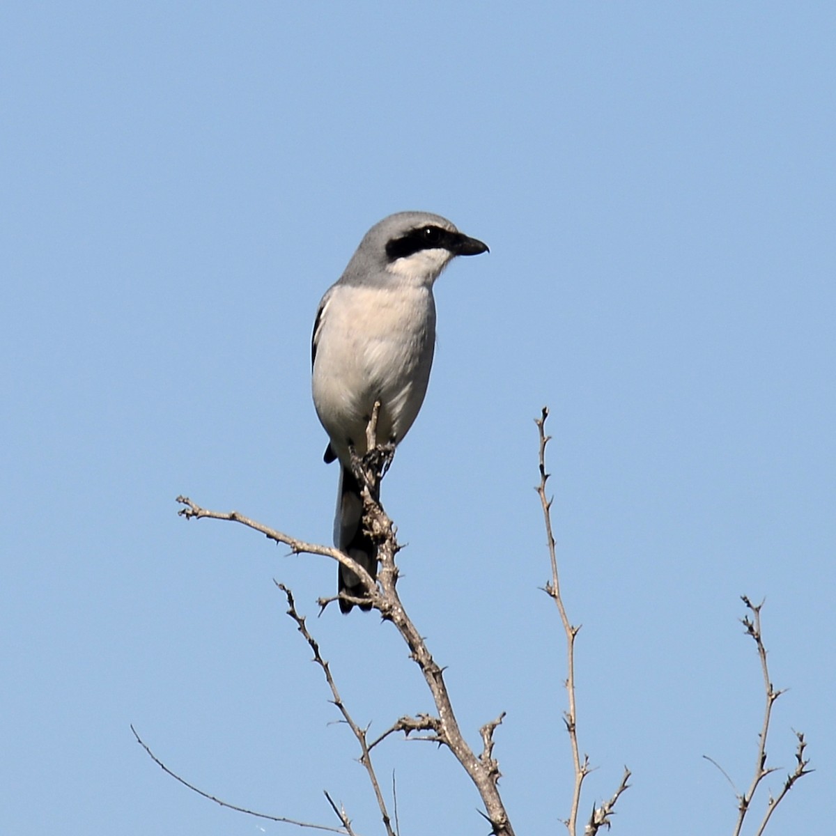 Amerika Örümcekkuşu - ML646912863