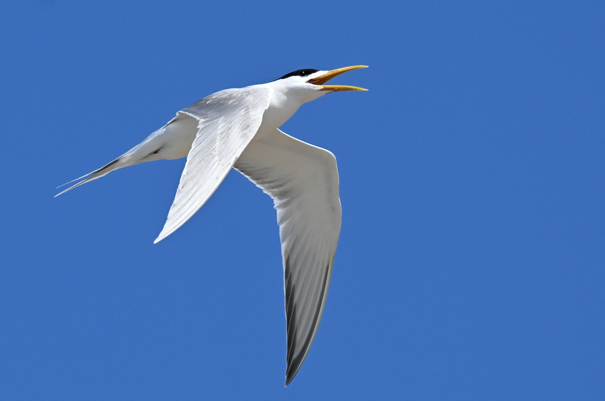 Great Crested Tern - ML646912864