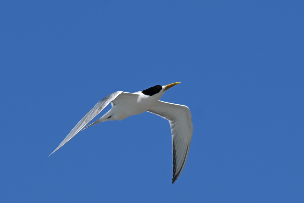 Great Crested Tern - ML646912865