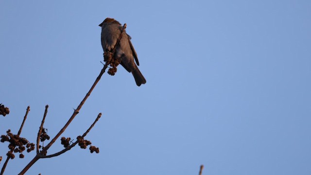 פתיאלי אורנים - ML646912868
