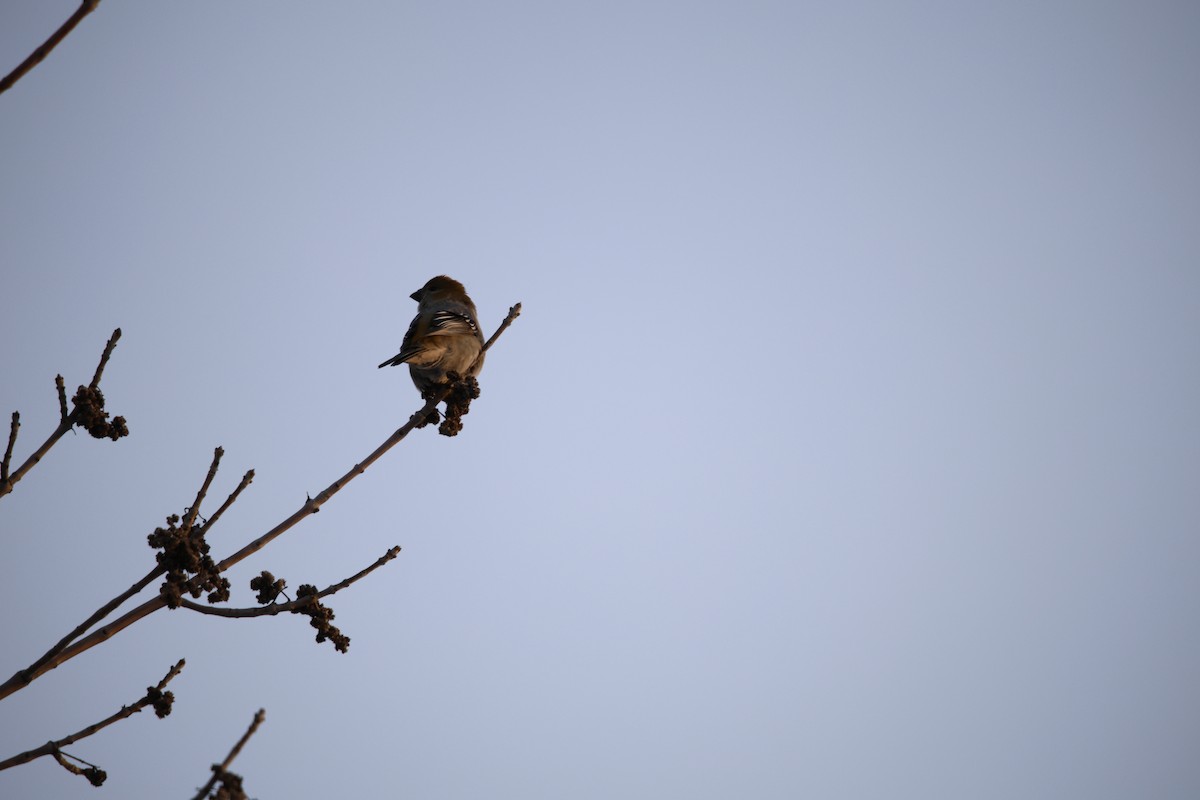 Нарсны шүршүү - ML646912869