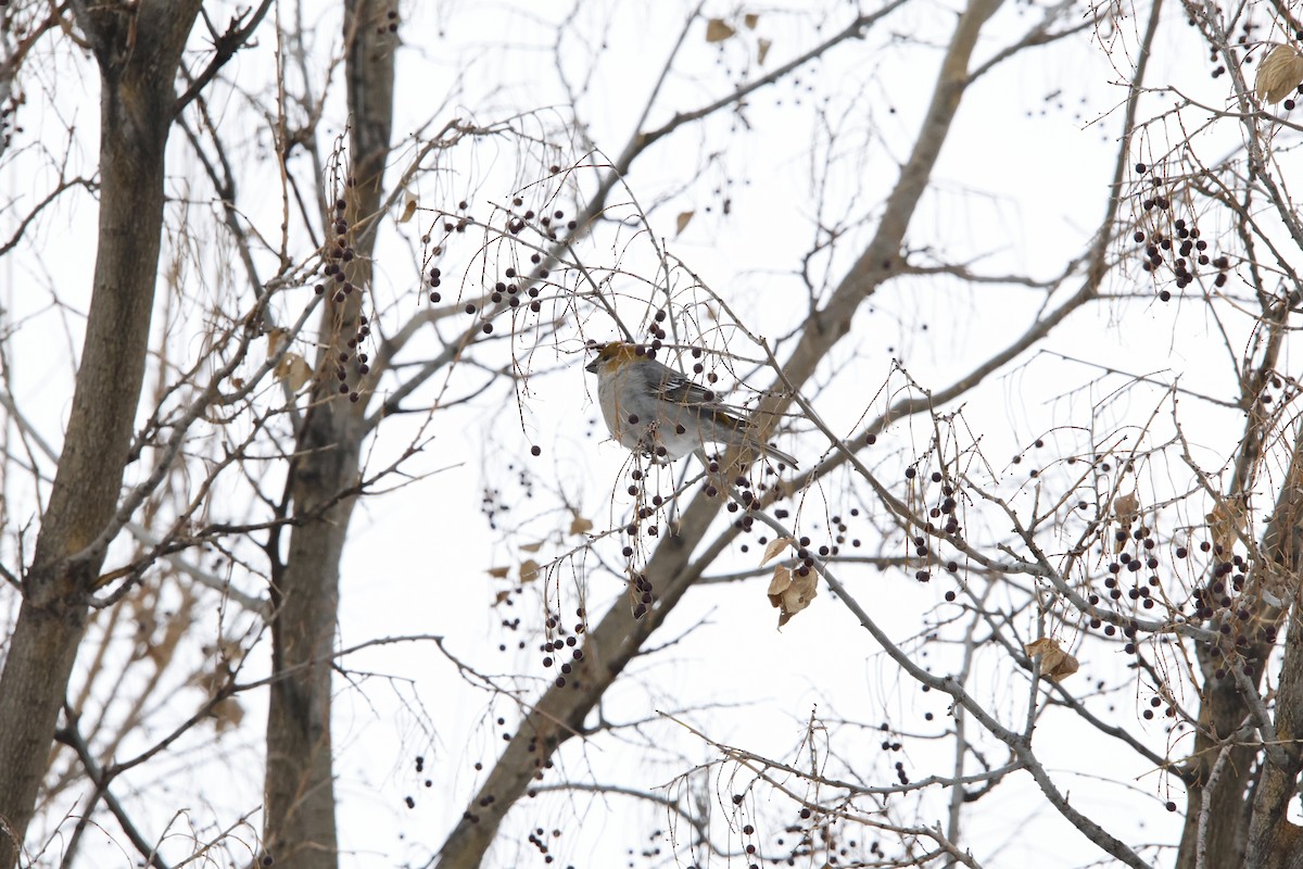 Нарсны шүршүү - ML646912870