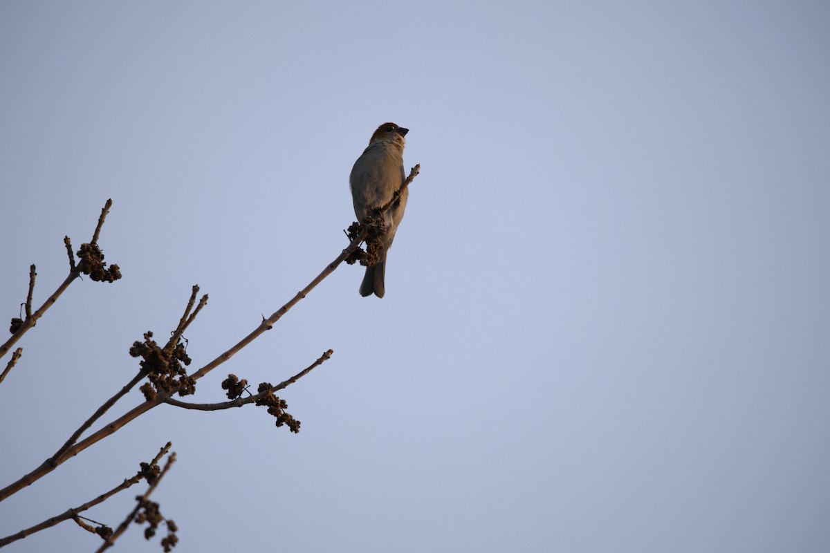 Нарсны шүршүү - ML646912871