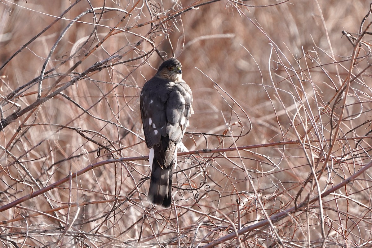 Sharp-shinned Hawk - ML646912872