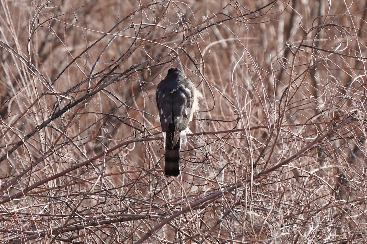 Sharp-shinned Hawk - ML646912873