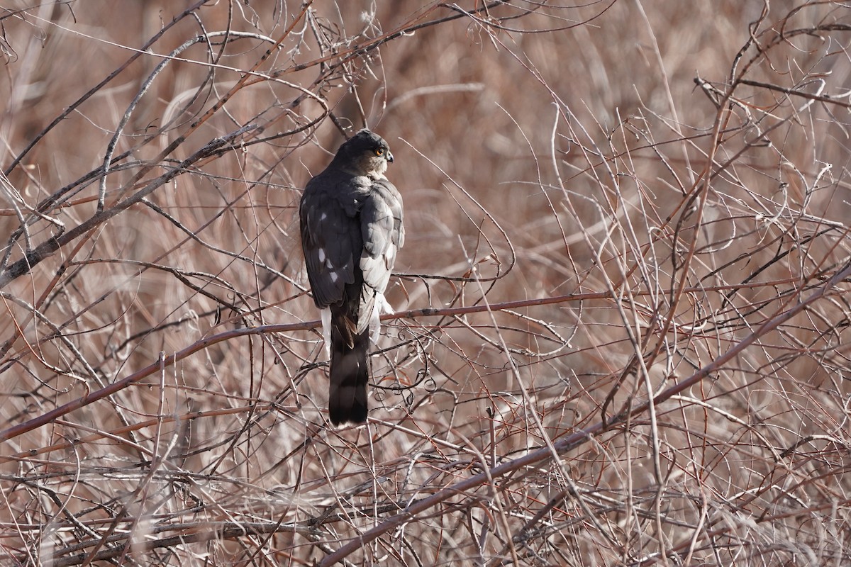 Sharp-shinned Hawk - ML646912874