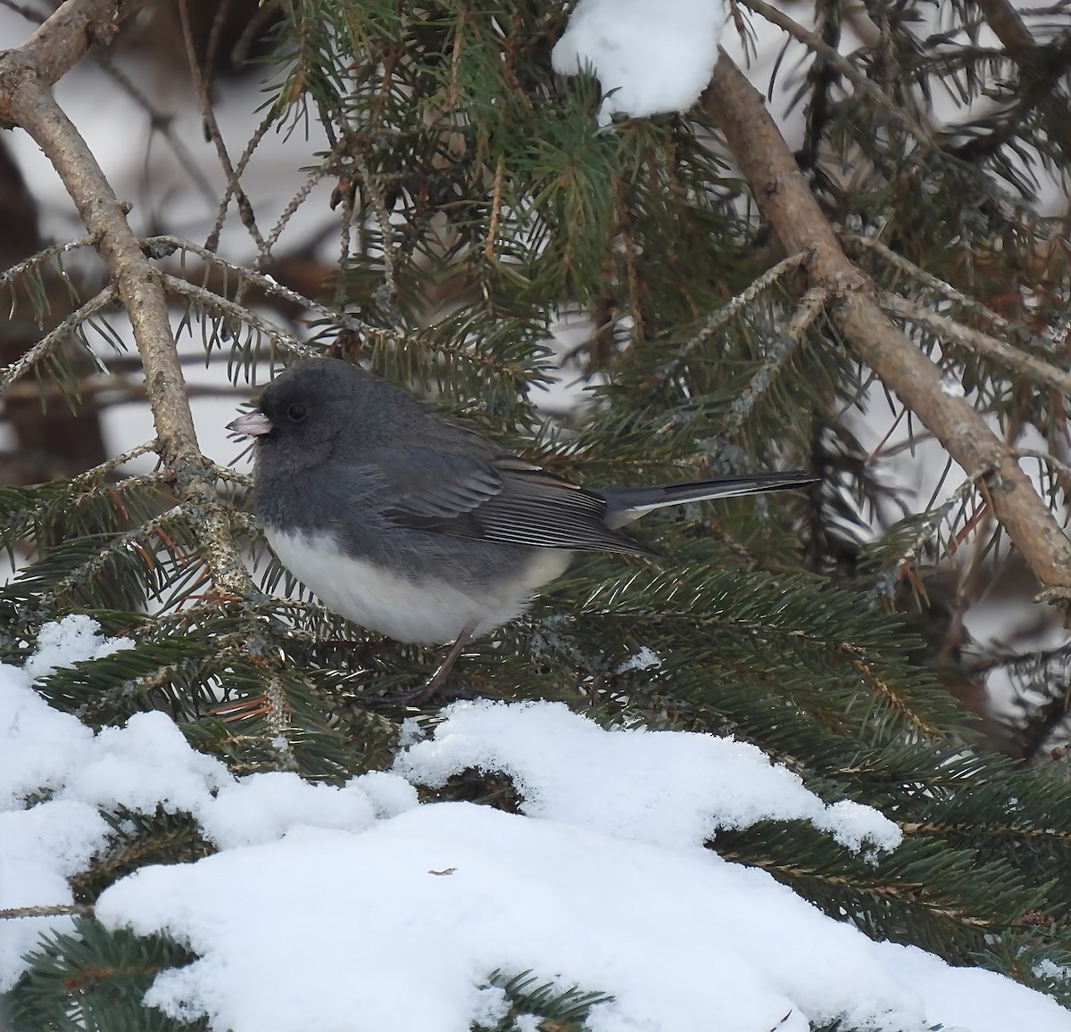 Kara Gözlü Junko - ML646912877