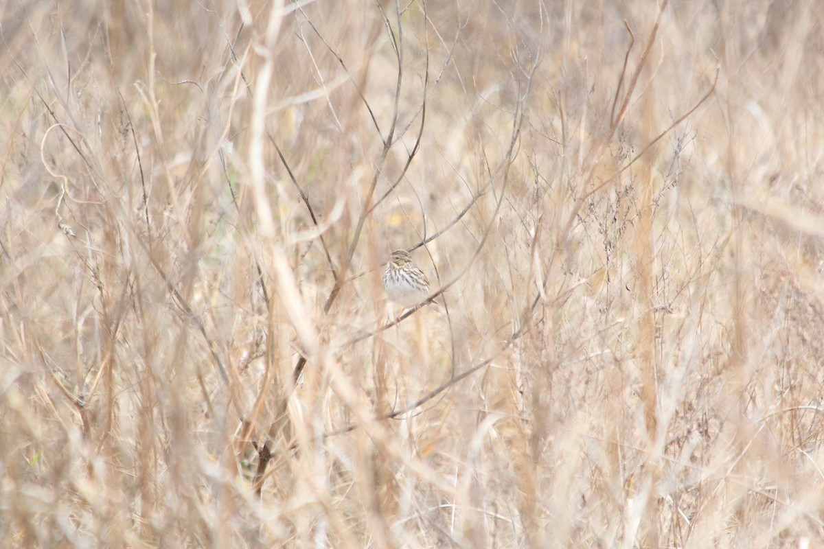 Savannah Sparrow - ML646912878