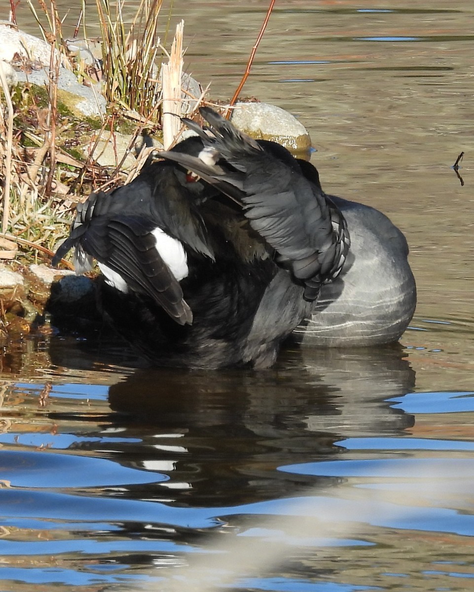 Canard colvert - ML646912881