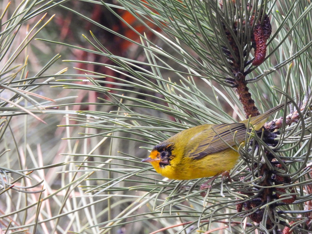 Wilson's Warbler - ML646912882