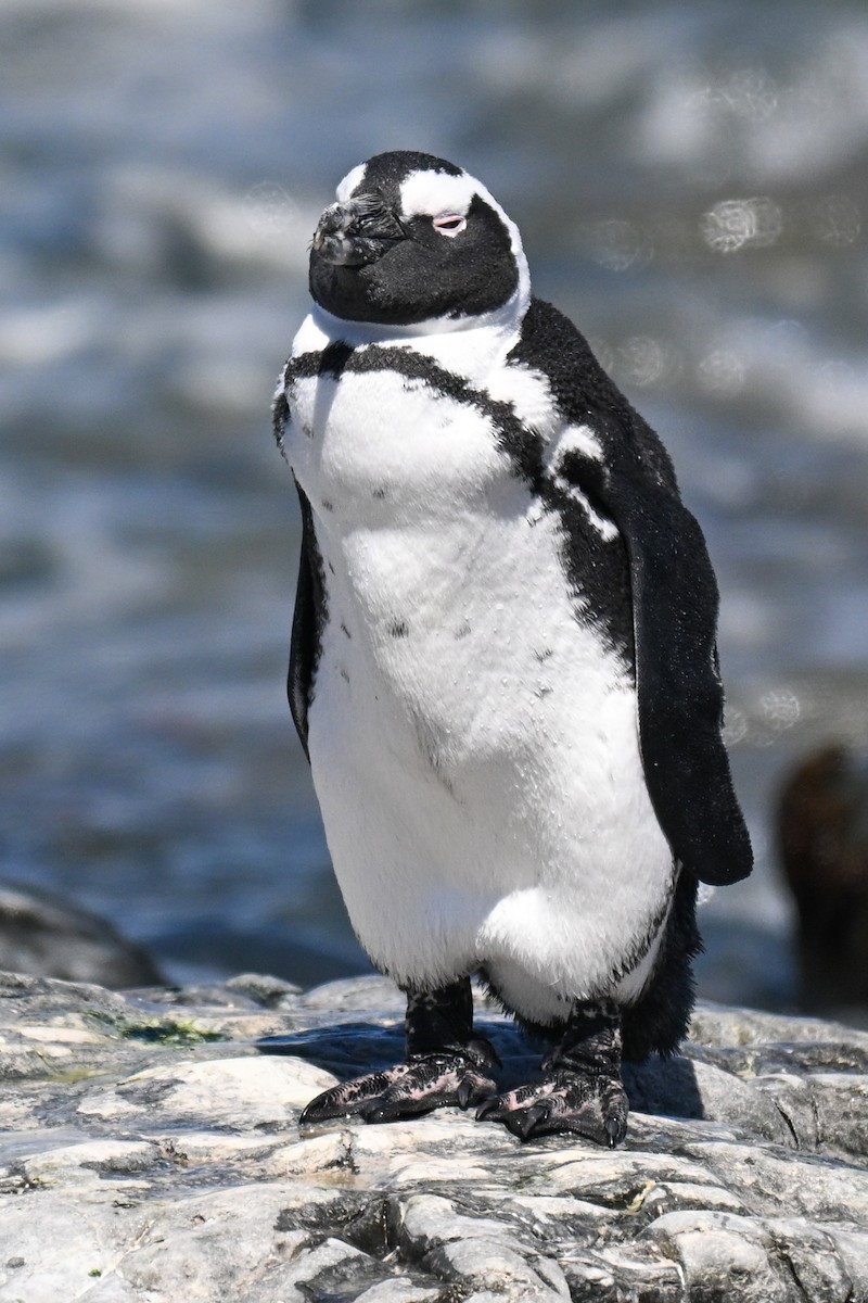 African Penguin - ML646912883