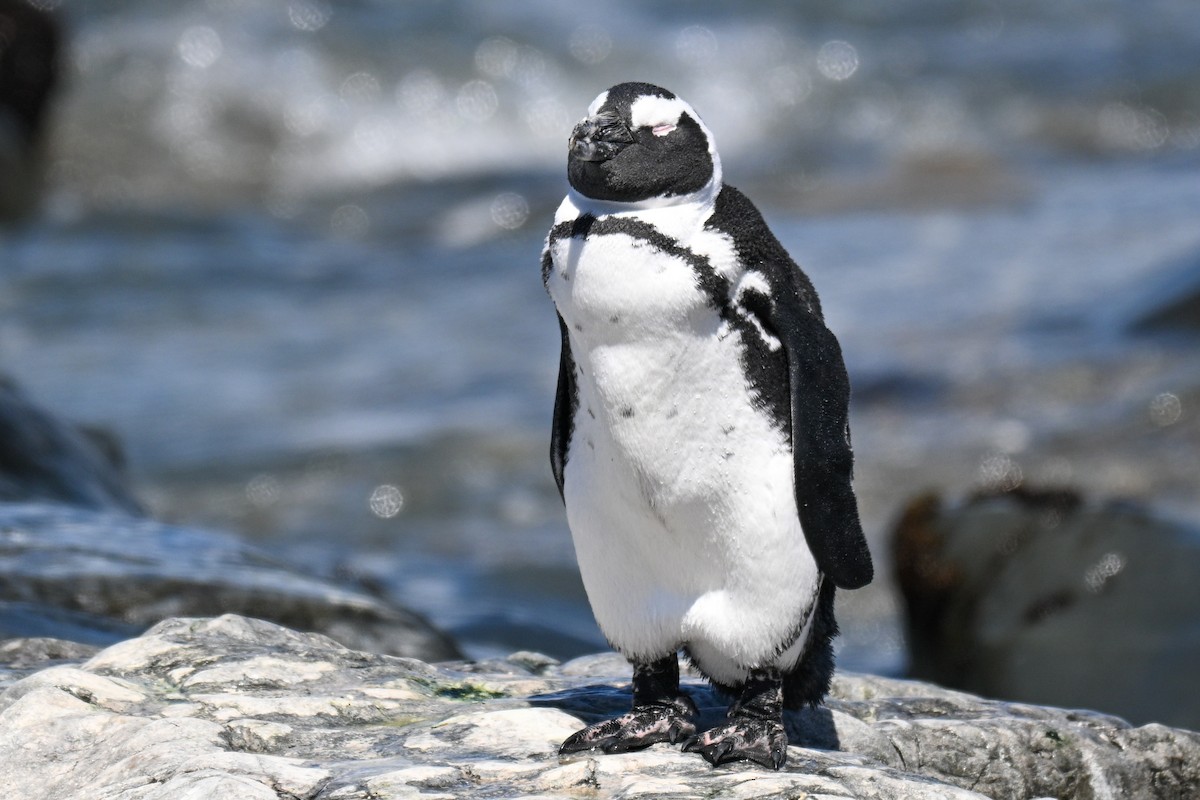 African Penguin - ML646912884