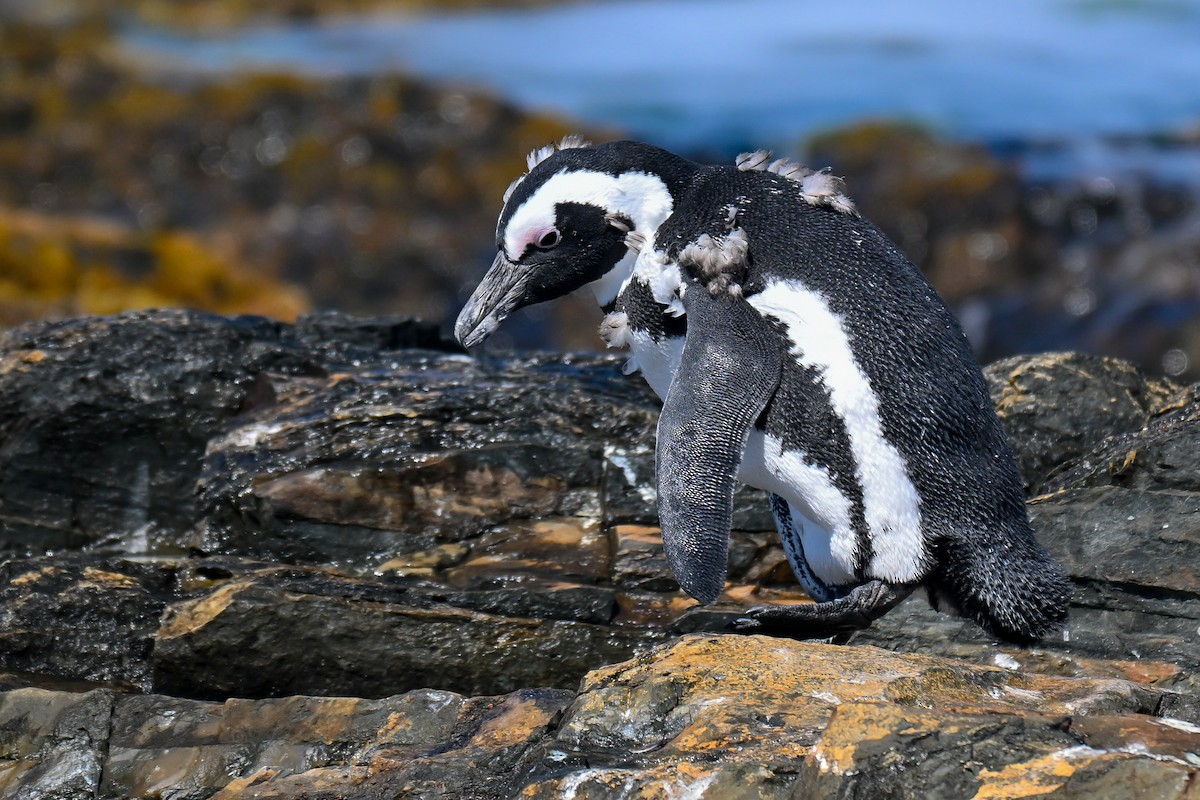 African Penguin - ML646912885