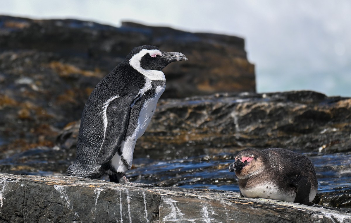 African Penguin - ML646912886