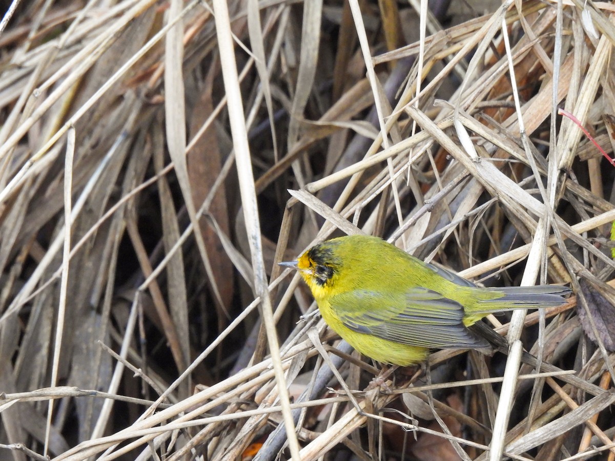 Wilson's Warbler - ML646912889
