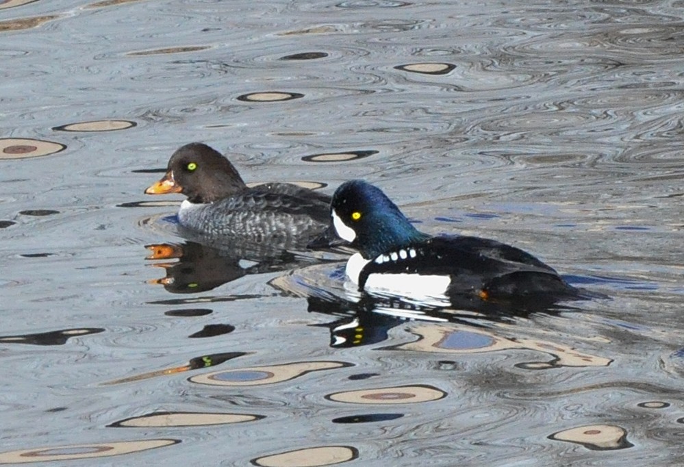 Barrow's Goldeneye - ML646912890