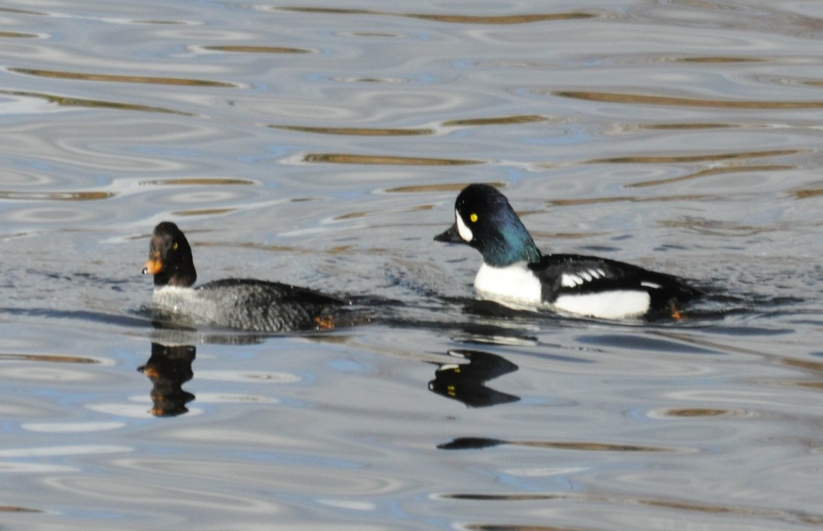 Barrow's Goldeneye - ML646912891