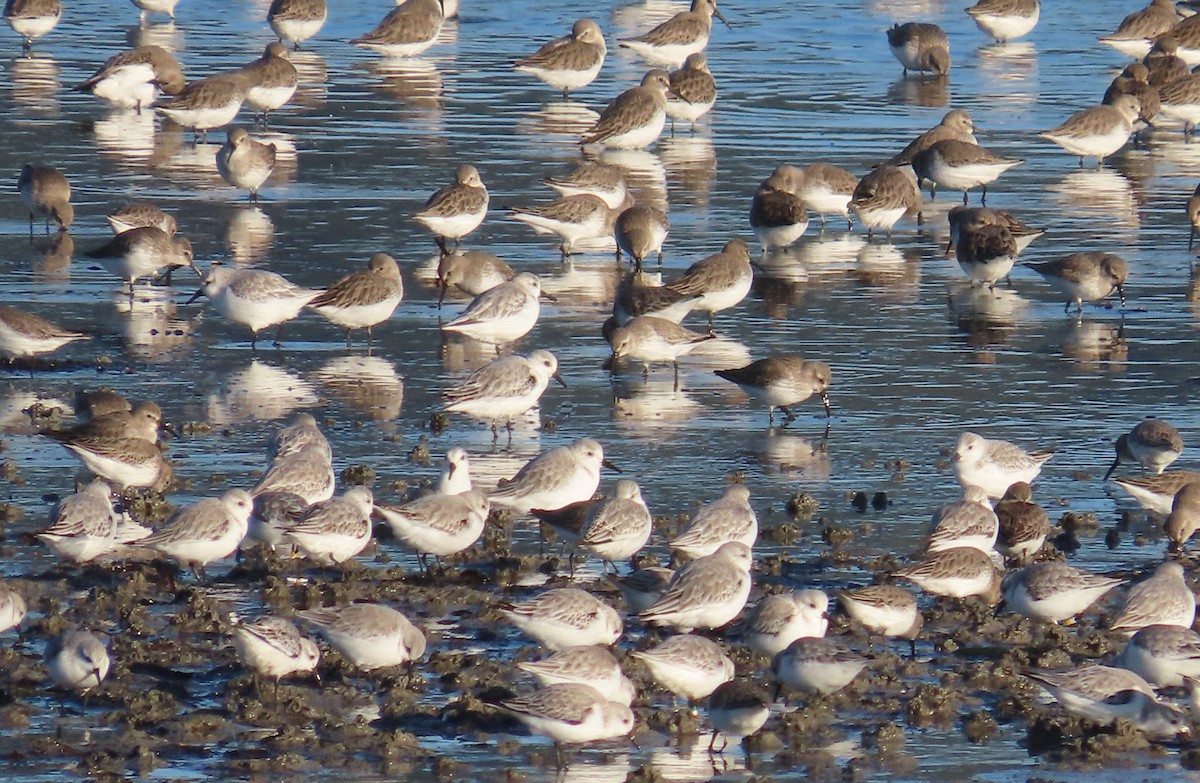 Песчанка - ML646912893