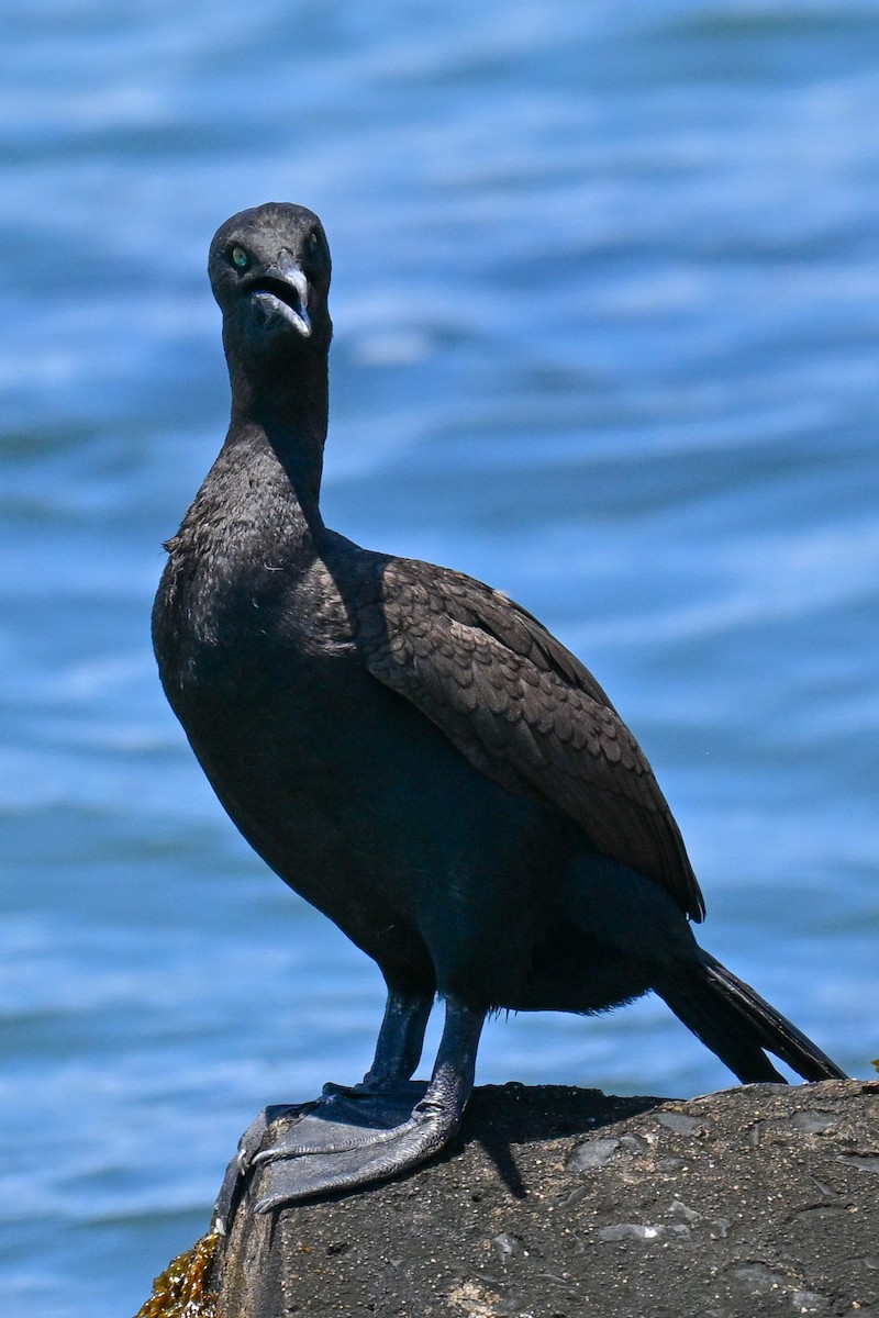 Bank Cormorant - ML646912902