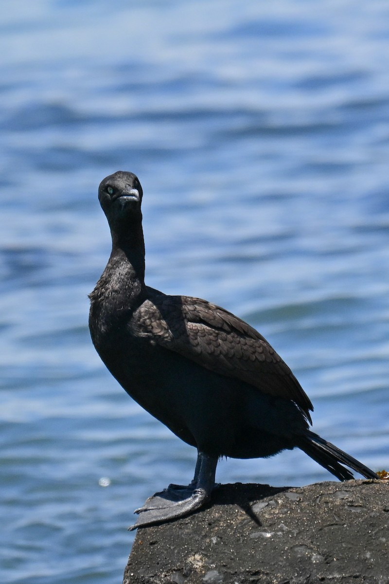 Bank Cormorant - ML646912903
