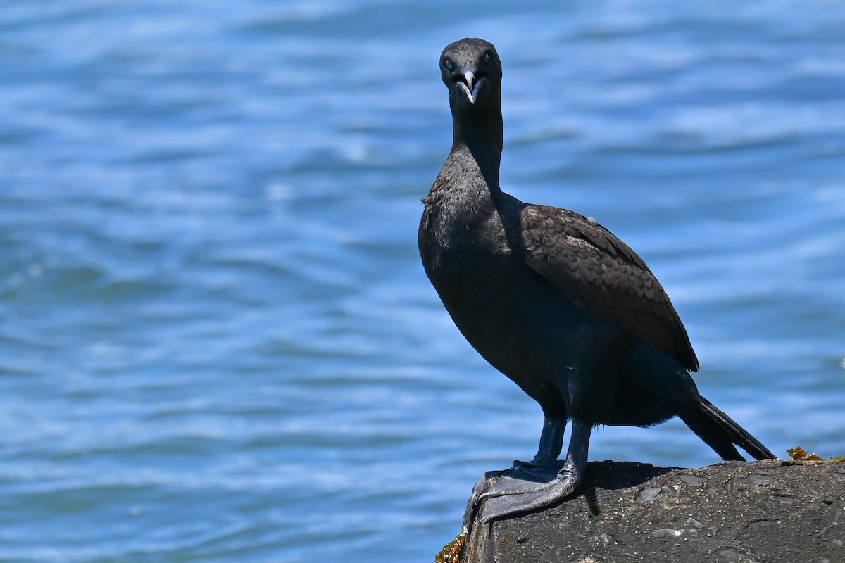 Bank Cormorant - ML646912904