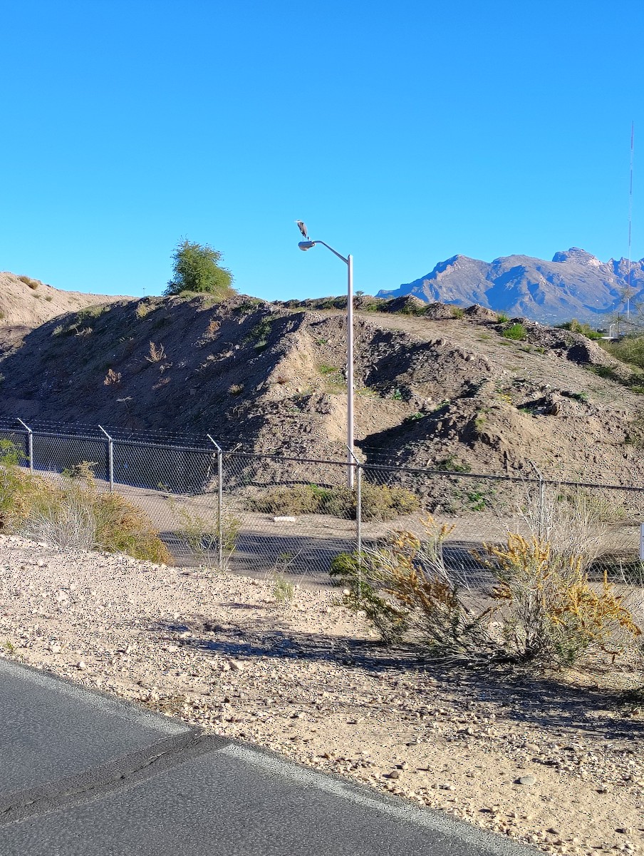 Чапля північна - ML646912909