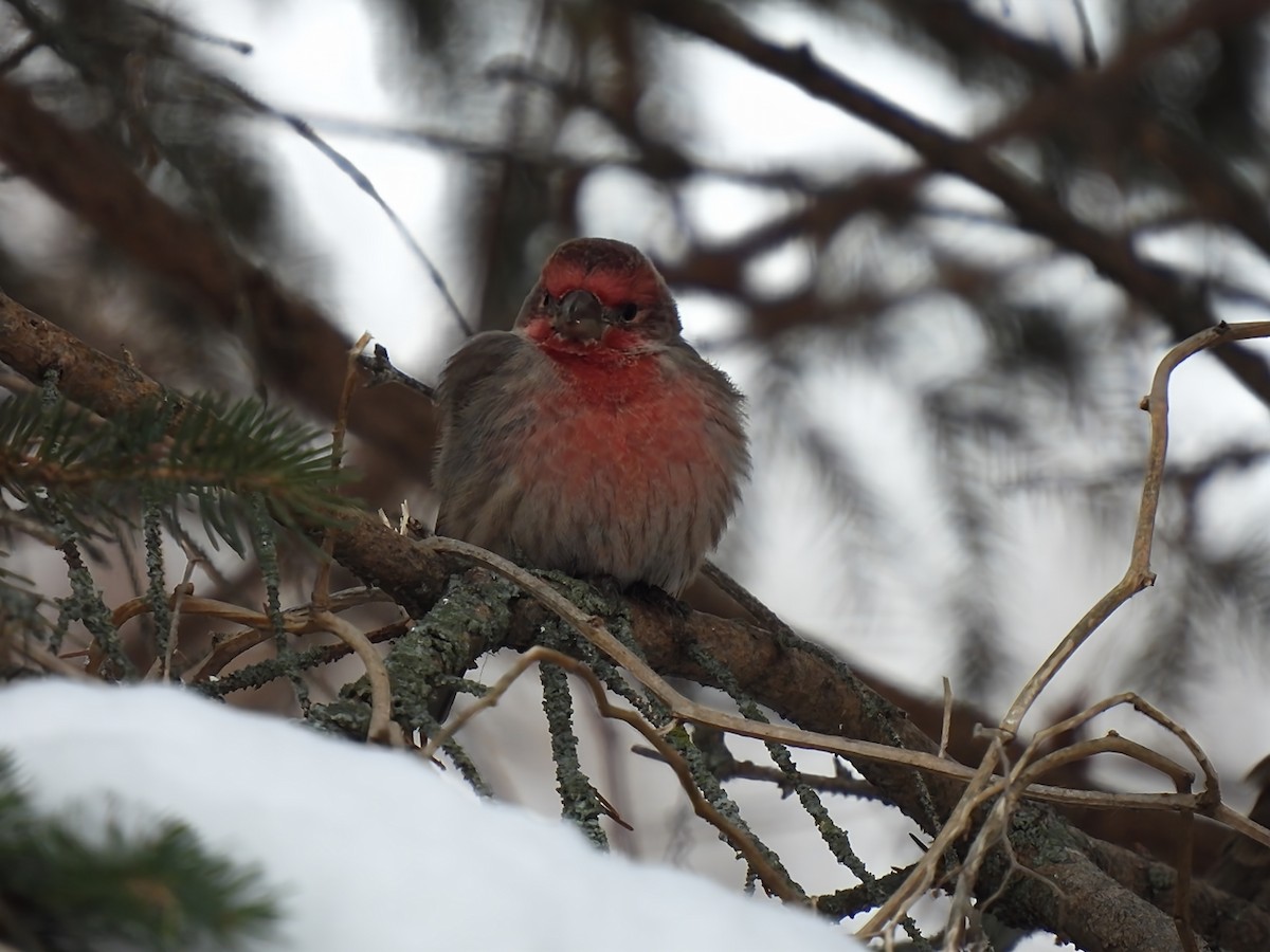 Ev Çütresi - ML646912910