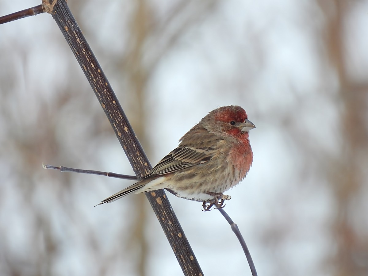 Ev Çütresi - ML646912911