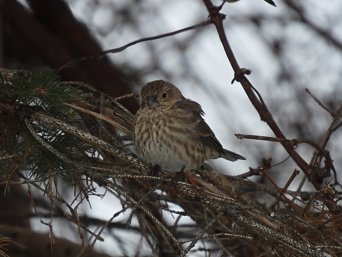 Ev Çütresi - ML646912913