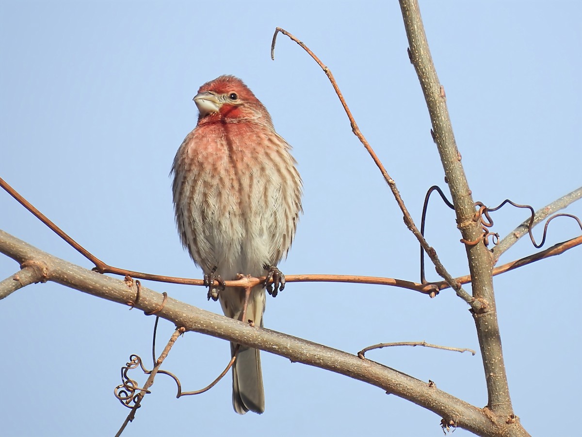 Ev Çütresi - ML646912914