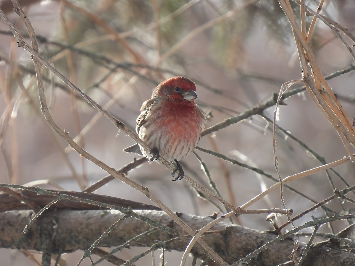 Ev Çütresi - ML646912915