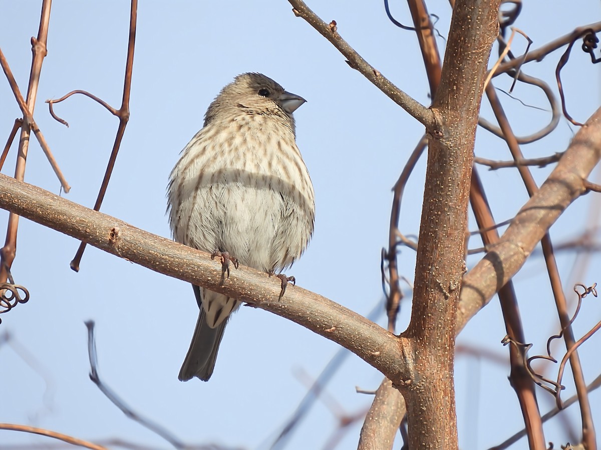 Ev Çütresi - ML646912916