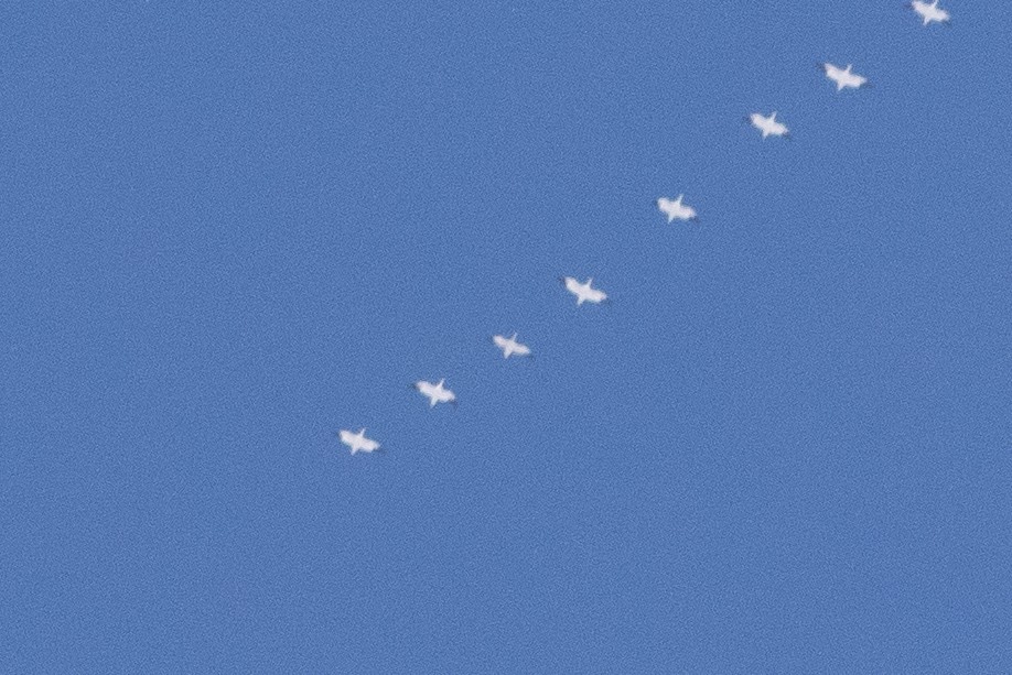 Elur-/Ross antzara - ML646912918