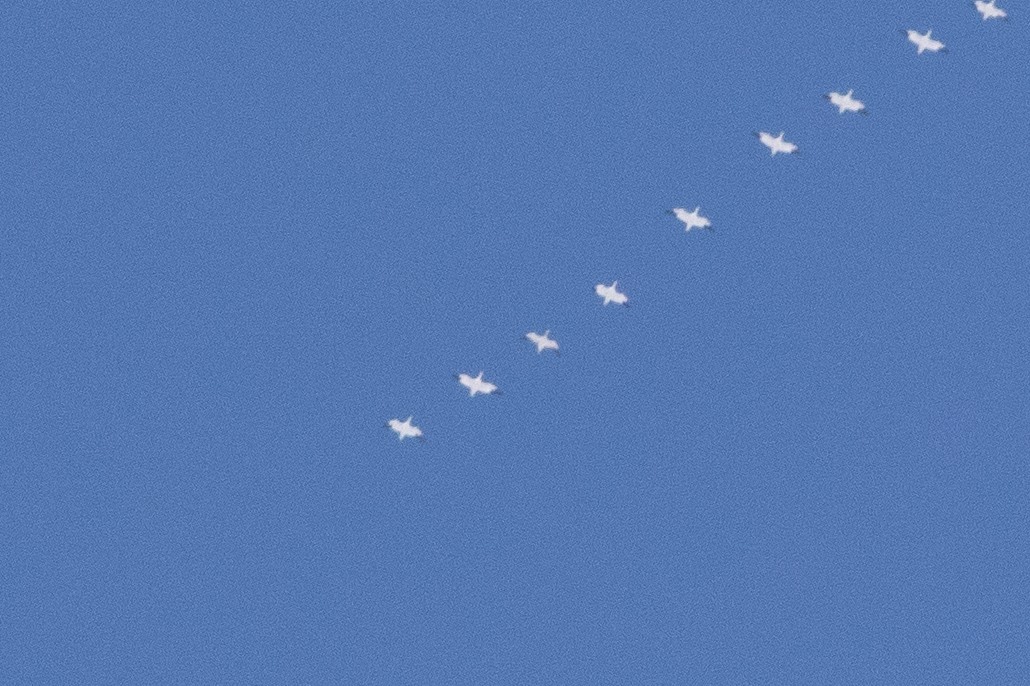 Elur-/Ross antzara - ML646912919