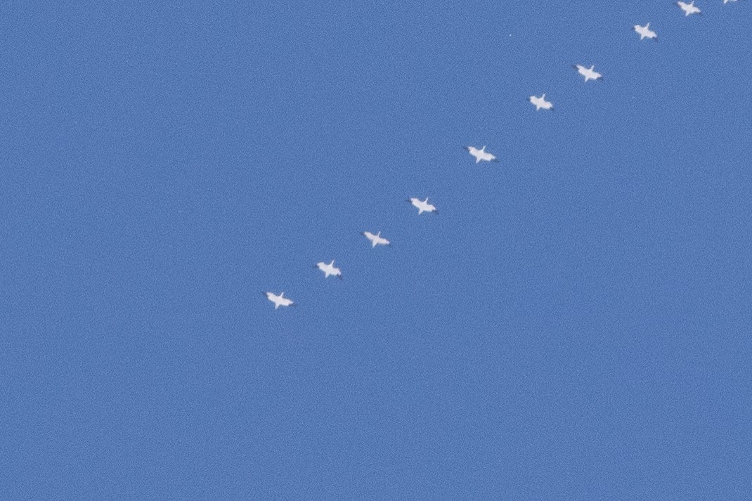 Elur-/Ross antzara - ML646912920