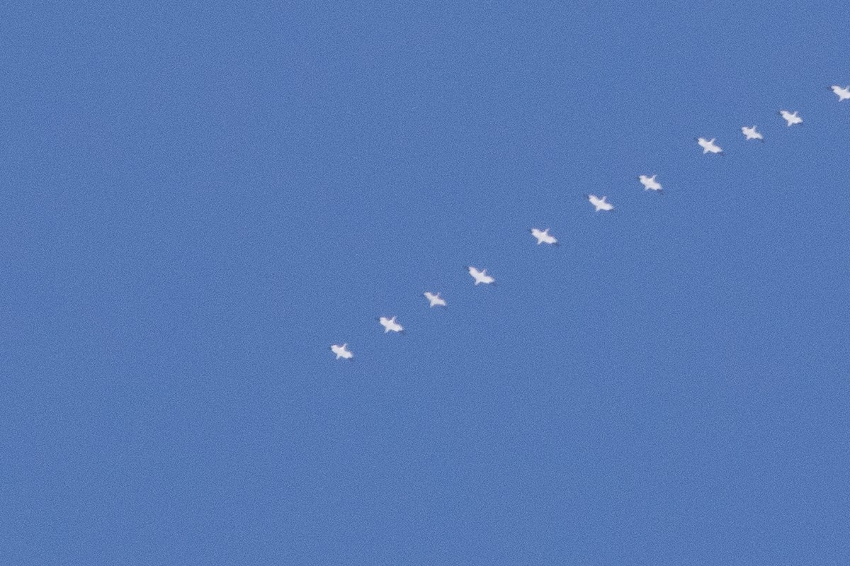 Elur-/Ross antzara - ML646912921