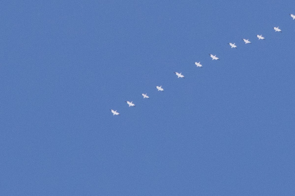 Elur-/Ross antzara - ML646912922