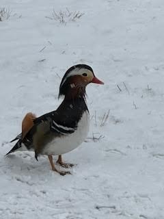 מנדרין סיני - ML646912928